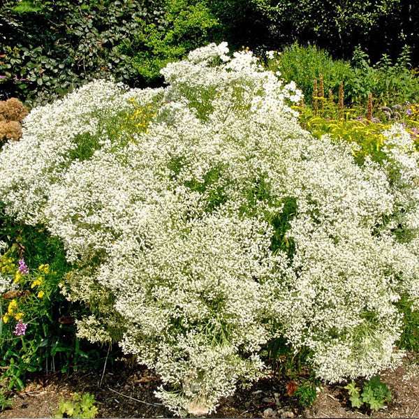 Eupatorium hyssopifolium - 2 Gallon Pot
