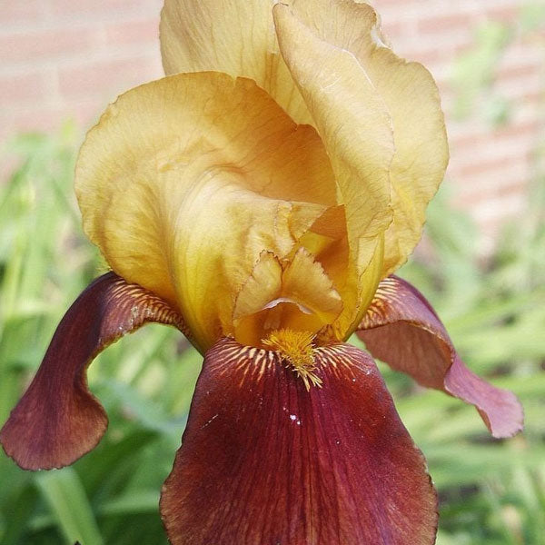 Iris germanica 'Gai Luron' - 1 Gallon Pot