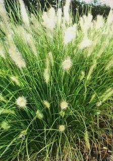 Pennisetum 'Hameln' - Dwarf Fountain Grass - 3 Gallon