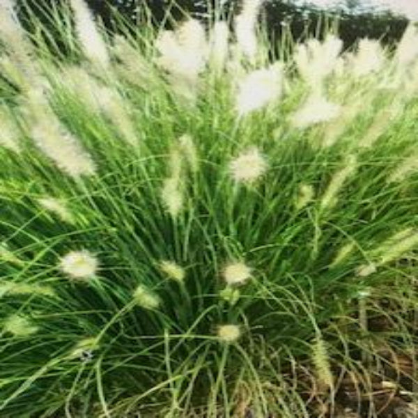 Pennisetum Alopepuroides