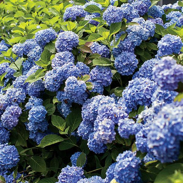 Hydrangea 'Endless Summer'