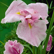 Load image into Gallery viewer, Iris ensata &#39;Pink Lady&#39; - 1 Gallon Pot
