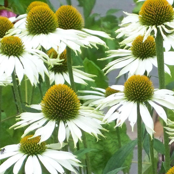 Echinacea White Swan - White Coneflower - Perennial - 2 Gallon Pot
