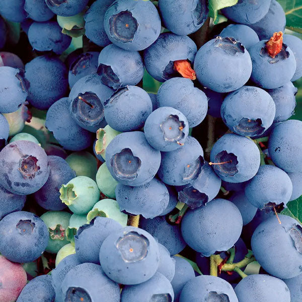 Vaccinium corymbosum 'Bluecrop' - Blueberry