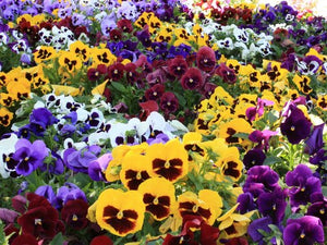 PANSY -TRAY OF 8  - (Assorted Pansies -5" Pots - mixed colors- best selection) ** SPECIAL**