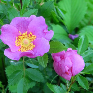 Rosa palustris - 3 Gallon Pot