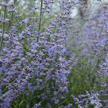 Load image into Gallery viewer, Perovskia &#39;Crazy Blue&#39; - Russian Sage - 2 Gallon Pot
