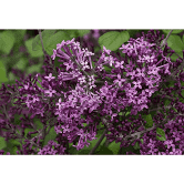 Syringa 'Boomerang Dark Purple' - 3 Gallon Pot