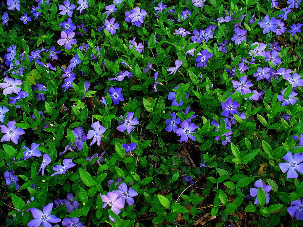 Vinca Minor  - Periwinkle Ground Cover -1 Gallon