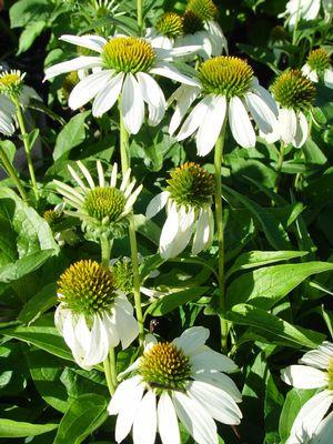 Echinacea White Swan - White Coneflower - Perennial - 2 Gallon Pot