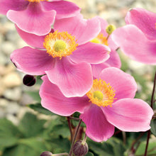 Load image into Gallery viewer, Anemone &#39;Lucky Charm&#39; - 2 Gallon Pot
