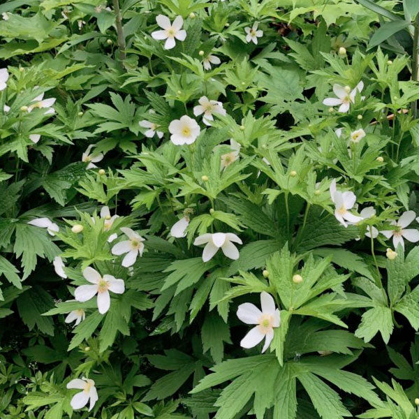Anemone canadensis