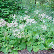 Load image into Gallery viewer, Aster macrophyllus - 2 Gallon
