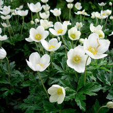 Load image into Gallery viewer, Anemone Sylvestris - 1 Gallon Pot
