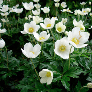 Anemone Sylvestris - 1 Gallon Pot