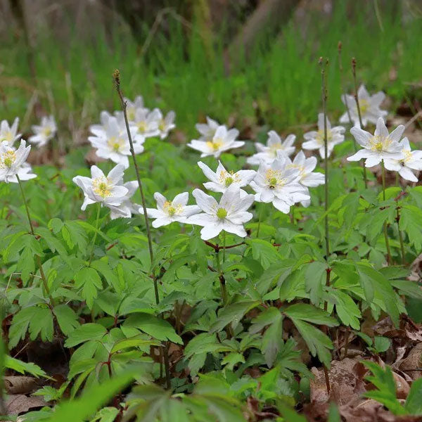 Anemone Virginiana