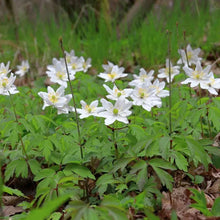 Load image into Gallery viewer, Anemone Virginiana
