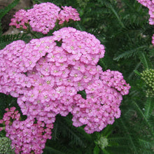 Load image into Gallery viewer, Achillea &#39;Apple Blossom&#39; - 2 Gallon Pot
