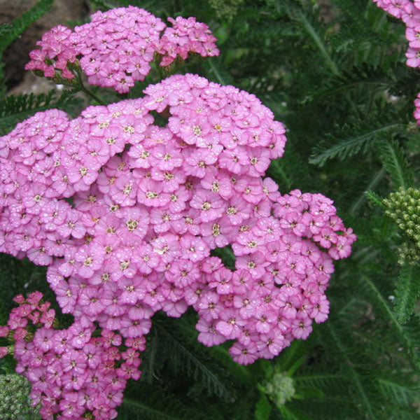Achillea 'Apple Blossom' - 2 Gallon Pot