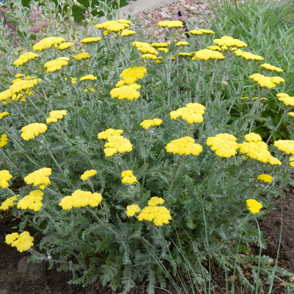 Achillea 'Little Moonshine'