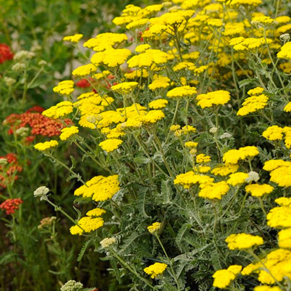 Achillea 'Moonshine'
