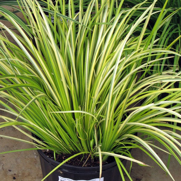 Acorus gramineus 'Ogon' - 1 Gallon
