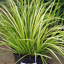 Load image into Gallery viewer, Acorus gramineus &#39;Ogon&#39; - 1 Gallon
