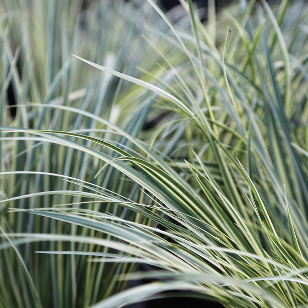 Acorus gramineus 'Variegatus'