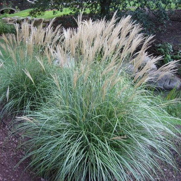 Miscanthus 'Adagio' - 3 Gallon Pot