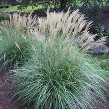Load image into Gallery viewer, Miscanthus &#39;Adagio&#39; - 3 Gallon Pot
