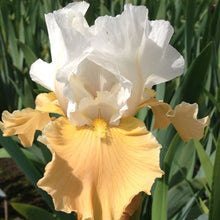 Load image into Gallery viewer, Iris germanica &#39;Apricot Frosty&#39; - 1 Gallon Pot
