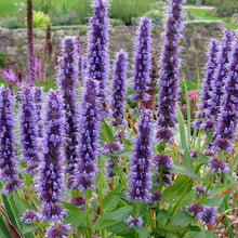 Load image into Gallery viewer, Agastache &#39;Black Adder&#39; - 2 Gallon Pot
