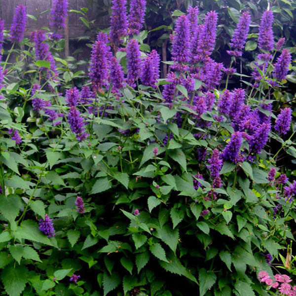 Agastache 'Blue Boa' - 2 Gallon Pot