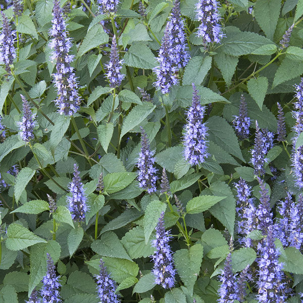 Agastache 'Little Adder' - 2 Gallon Pot