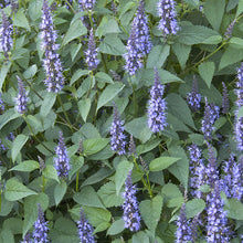 Load image into Gallery viewer, Agastache &#39;Little Adder&#39; - 2 Gallon Pot
