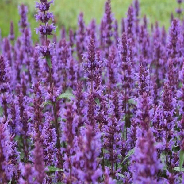 Agastache 'Purple Haze' - 2 Gallon Pot