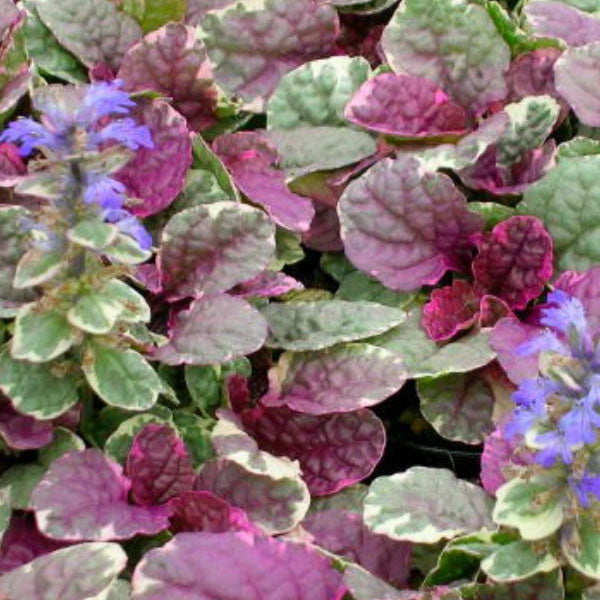 Ajuga 'Burgundy Glow' - 1 Gallon