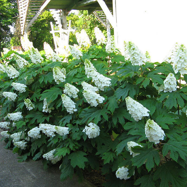 Hydrangea quercifolia 'Alice'