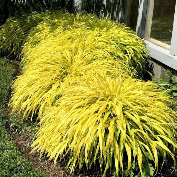 Hakonechloa macra 'All Gold'