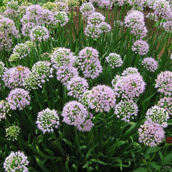 Allium 'Summer Beauty' - 1 Gallon Pot