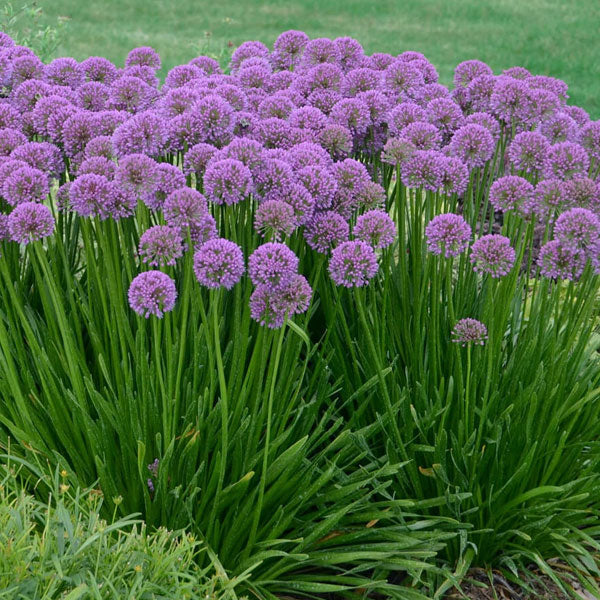 Allium 'Millenium' - 1 Gallon Pot