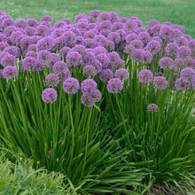 Load image into Gallery viewer, Allium &#39;Millenium&#39; - 1 Gallon Pot
