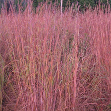 Load image into Gallery viewer, Andropogon gerardii &#39;Big Bluestem&#39;
