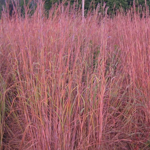 Andropogon gerardii 'Big Bluestem'