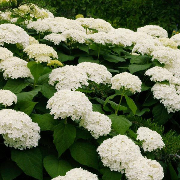 Hydrangea arborescens 'Annabelle' - 5 Gallon Pot
