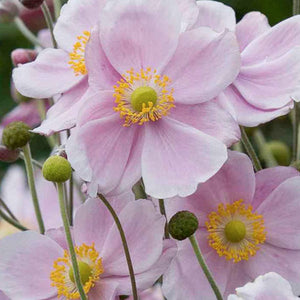 Anemone 'September Charm' - 2 Gallon Pot