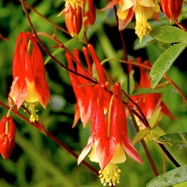 Aquilegia Canadensis