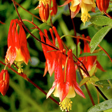 Load image into Gallery viewer, Aquilegia Canadensis - 1 Gallon Pot

