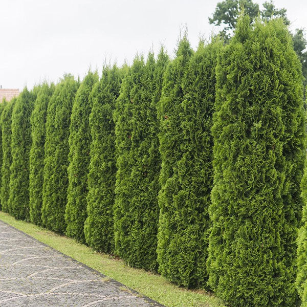 Thuja 'Emerald Green'