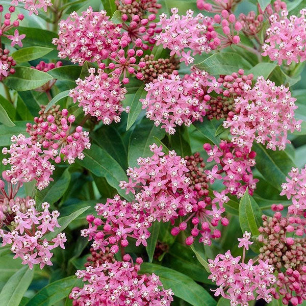 Asclepias Incarnata - Rose Milkweed